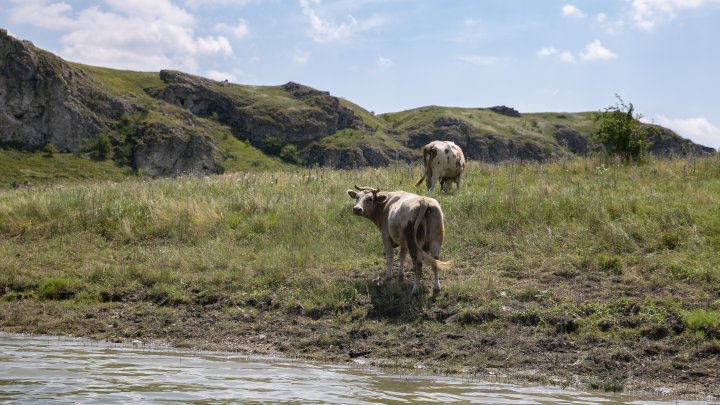 "Marea din Moldova", luată cu asalt de moldoveni. Peisaje din nordul ţării, care te duc cu gândul într-o altă lume (FOTOREPORT) 