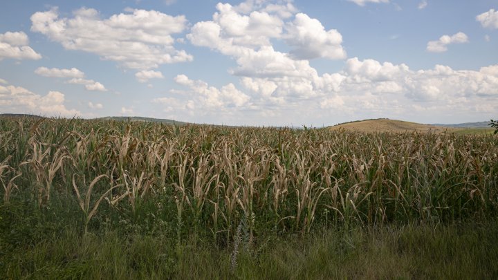 Au rămas fără rezultatul muncii din ultimul an. Fermierii din Ungheni povestesc cu lacrimi în ochi despre culturile compromise de secetă (FOTOREPORT)