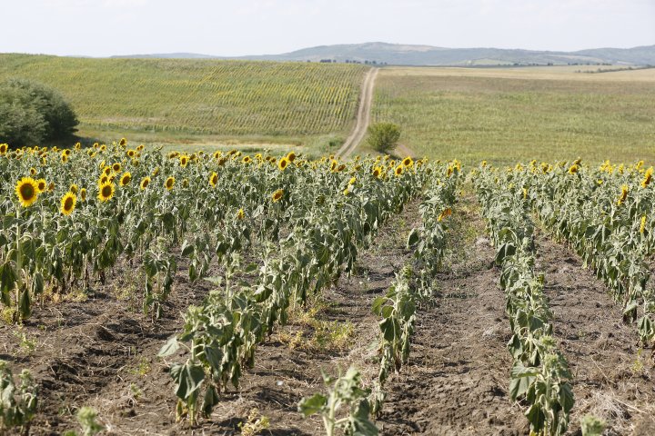 Au rămas fără rezultatul muncii din ultimul an. Fermierii din Ungheni povestesc cu lacrimi în ochi despre culturile compromise de secetă (FOTOREPORT)