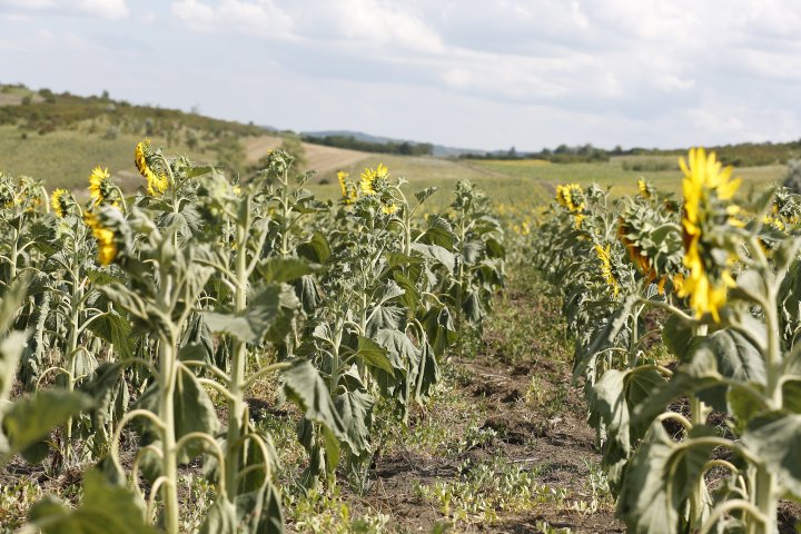 Au rămas fără rezultatul muncii din ultimul an. Fermierii din Ungheni povestesc cu lacrimi în ochi despre culturile compromise de secetă (FOTOREPORT)