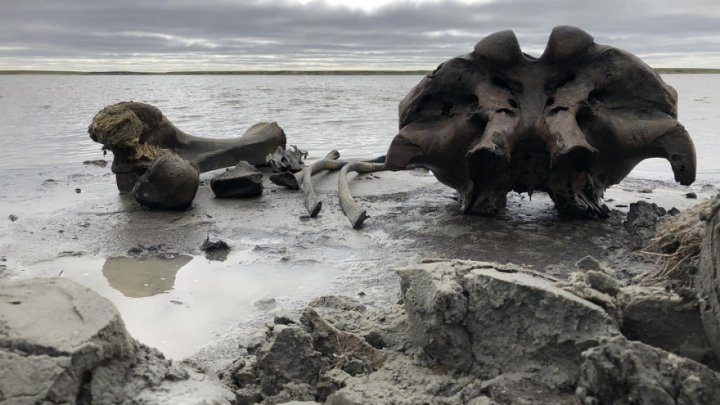 Scheletul unui mamut, găsit într-un lac din Rusia (FOTO)