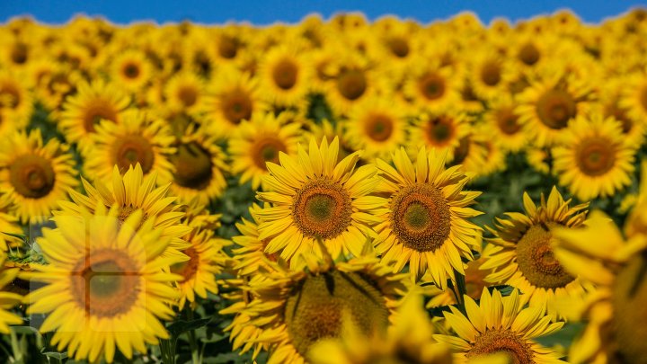 Start sesiunilor foto în floarea soarelui. Vezi o colecţie de fotografii colorate în galben