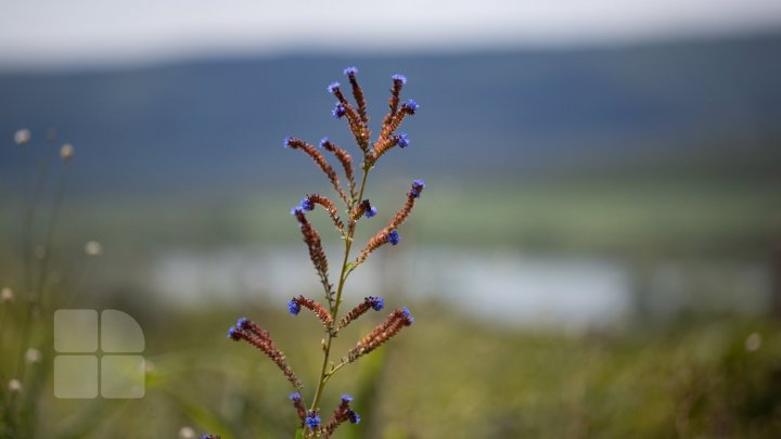 METEO 10 IUNIE: Ploile vor continua în nordul şi centrul ţării. Câte grade vor indica termometrele