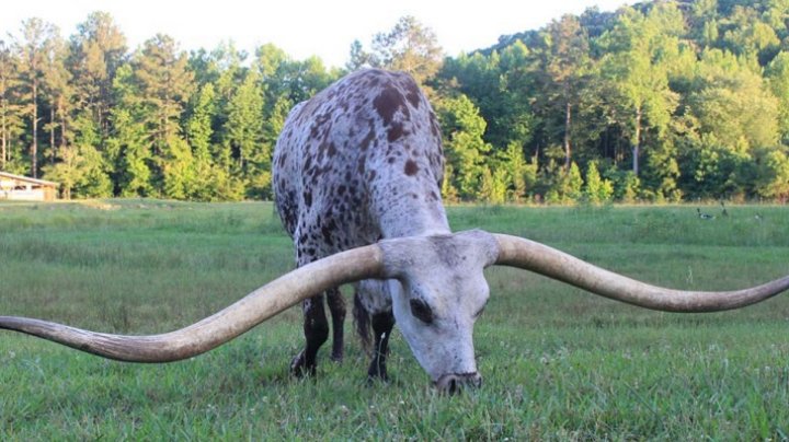 OPERE DE ARTĂ: Alexandru Bulat realizează lucrări din coarne de bovine