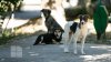 Câinii vagabonzi din Capitală vor fi număraţi de voluntari (FOTOREPORT)
