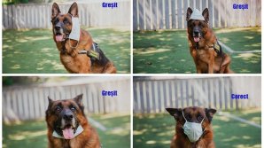 Poza zilei! Chiar şi câinii ştiu să poarte corect masca 