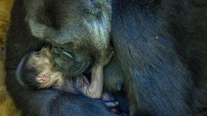 Sărbătoare la grădina zoologică din Bristol. S-a născut un pui de gorilă dintr-o specie pe cale de dispariție