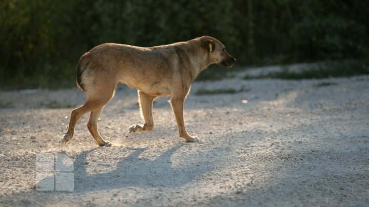 Activiştii civici acuză regia "Autosalubritate" că ar maltrata câinii comunitari pe care îi prind, iar apoi îi lasă să moară (FOTOREPORT)