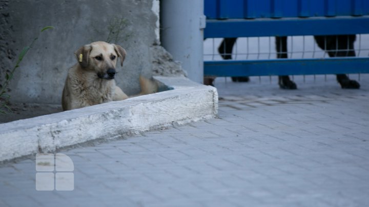 Câinii vagabonzi din Capitală vor fi număraţi de voluntari (FOTOREPORT)