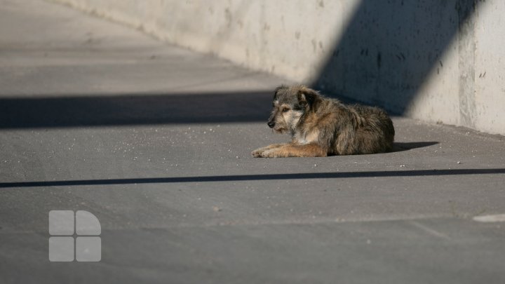 Activiştii civici acuză regia "Autosalubritate" că ar maltrata câinii comunitari pe care îi prind, iar apoi îi lasă să moară (FOTOREPORT)