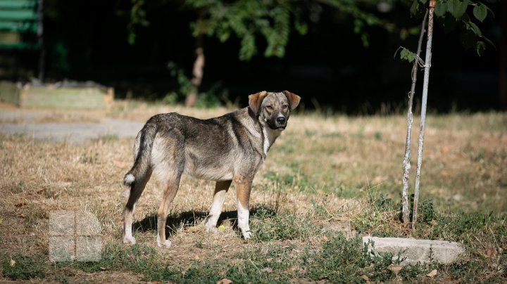 Activiştii civici acuză regia "Autosalubritate" că ar maltrata câinii comunitari pe care îi prind, iar apoi îi lasă să moară (FOTOREPORT)