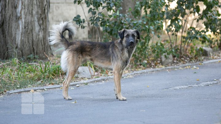 Activiştii civici acuză regia "Autosalubritate" că ar maltrata câinii comunitari pe care îi prind, iar apoi îi lasă să moară (FOTOREPORT)