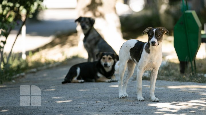 Activiştii civici acuză regia "Autosalubritate" că ar maltrata câinii comunitari pe care îi prind, iar apoi îi lasă să moară (FOTOREPORT)