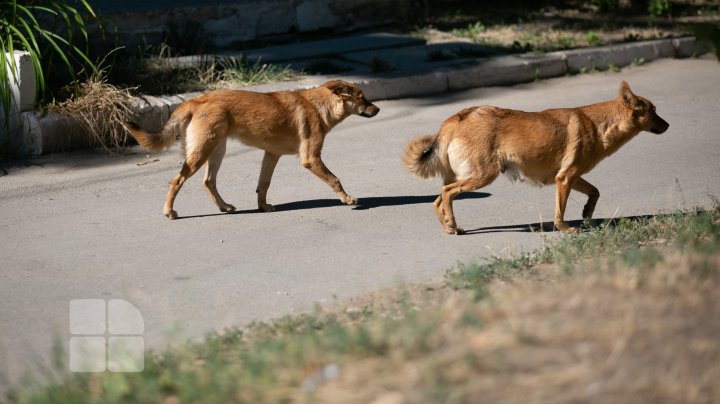 Activiştii civici acuză regia "Autosalubritate" că ar maltrata câinii comunitari pe care îi prind, iar apoi îi lasă să moară (FOTOREPORT)