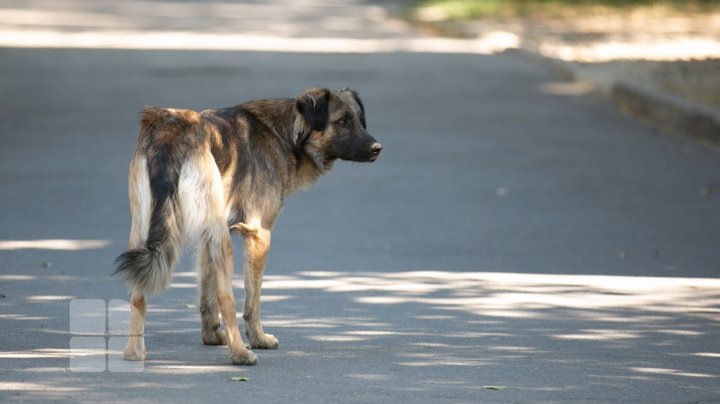 Câinii vagabonzi din Capitală vor fi număraţi de voluntari (FOTOREPORT)