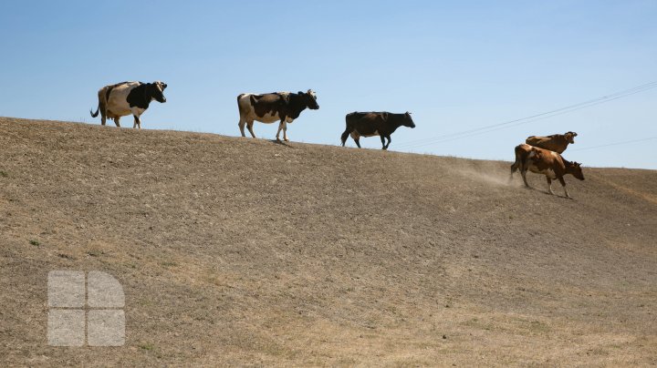 Codul portocaliu de secetă hidrologică în imagini (FOTOREPORT)