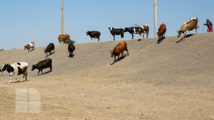 Codul portocaliu de secetă hidrologică în imagini (FOTOREPORT)