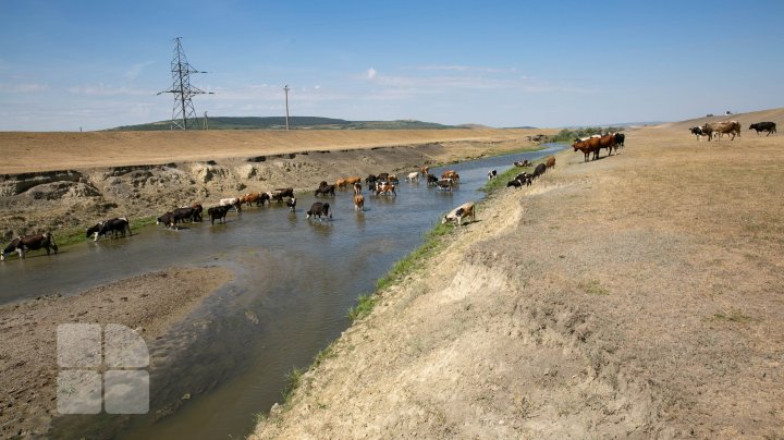 Codul portocaliu de secetă hidrologică în imagini (FOTOREPORT)