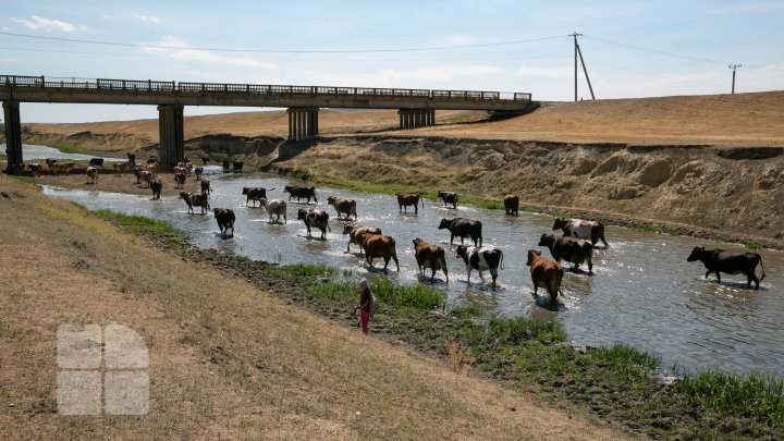 Codul portocaliu de secetă hidrologică în imagini (FOTOREPORT)