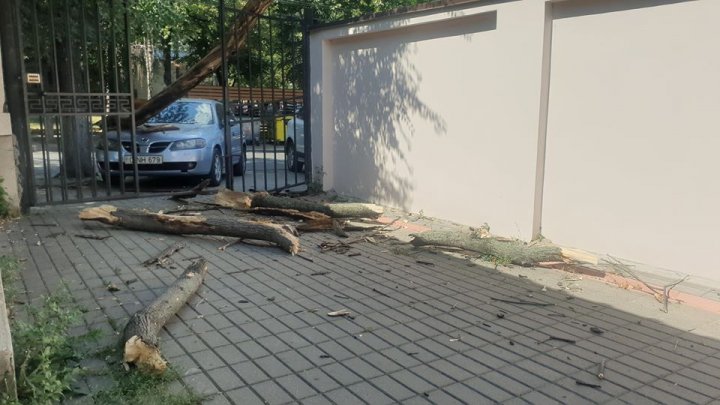 O creangă imensă a căzut peste un automobil, pe o stradă din Capitală (FOTO)