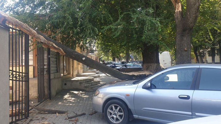 O creangă imensă a căzut peste un automobil, pe o stradă din Capitală (FOTO)