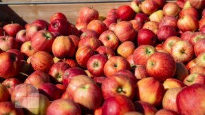 Peste patru tone de mere moldoveneşti, distruse în Rusia
