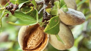 A început culesul migdalelor: Fermierii vor strânge cu 40% mai puţine fructe în 2020