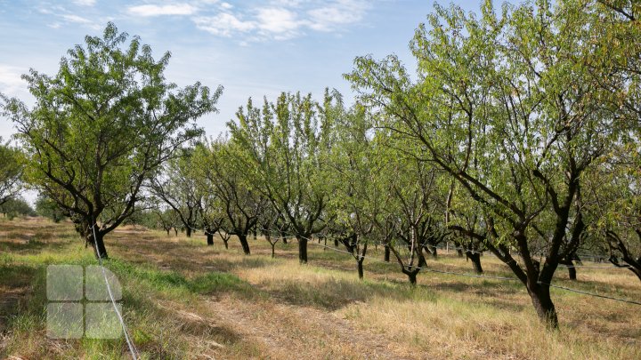 (FOTOREPORT) Seceta a afectat recolta de migdale. În livezile din ţară a început culesul fructelor