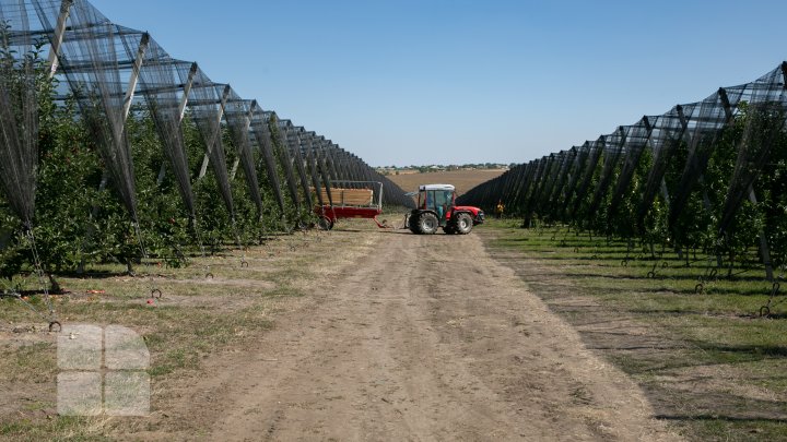 În livezile din ţară a început culesul merelor. Ce spun pomicultorii despre recolta din acest an (FOTOREPORT)