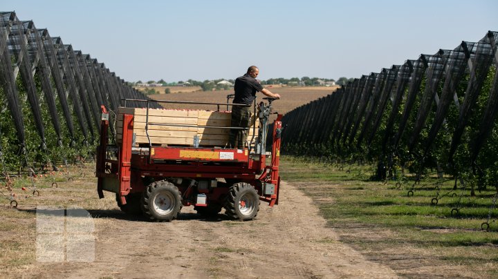 În livezile din ţară a început culesul merelor. Ce spun pomicultorii despre recolta din acest an (FOTOREPORT)