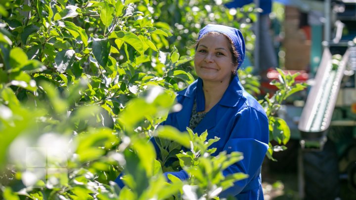 În livezile din ţară a început culesul merelor. Ce spun pomicultorii despre recolta din acest an (FOTOREPORT)