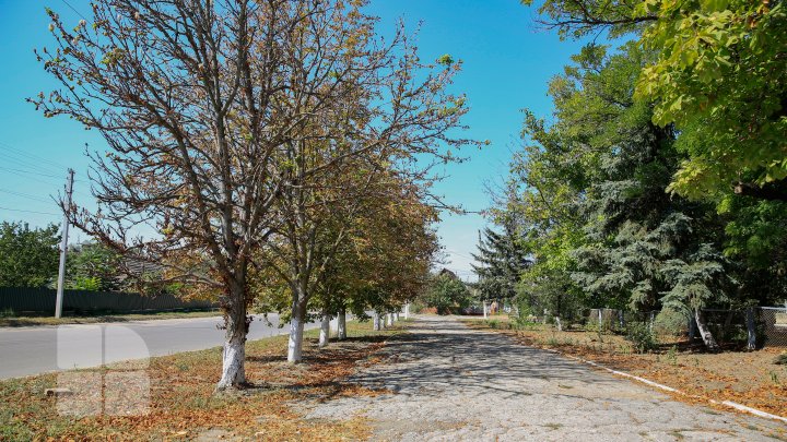 Fenomen inedit în sudul Moldovei. La mijloc de septembrie, au înflorit castanii (FOTO)