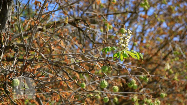 Fenomen inedit în sudul Moldovei. La mijloc de septembrie, au înflorit castanii (FOTO)