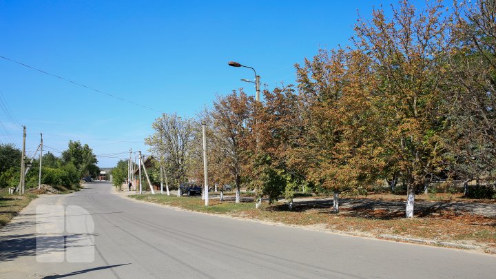 Fenomen inedit în sudul Moldovei. La mijloc de septembrie, au înflorit castanii (FOTO)