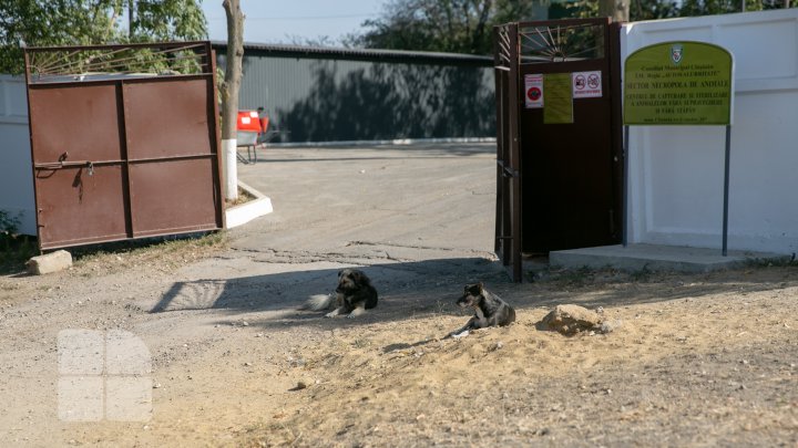 Activiştii civici acuză regia "Autosalubritate" că ar maltrata câinii comunitari pe care îi prind, iar apoi îi lasă să moară (FOTOREPORT)