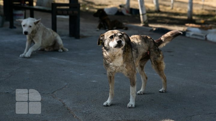 PROTEST la Primărie. Animalele sunt tratate cu cruzime la centrul de sterilizare, susțin activiștii (FOTOREPORT)