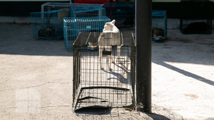 PROTEST la Primărie. Animalele sunt tratate cu cruzime la centrul de sterilizare, susțin activiștii (FOTOREPORT)