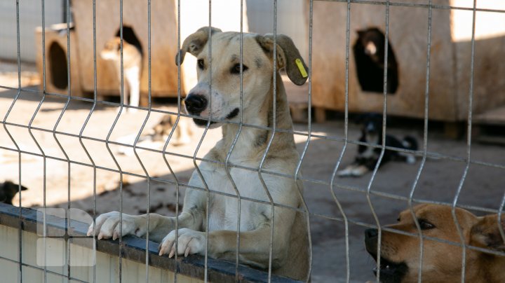 PROTEST la Primărie. Animalele sunt tratate cu cruzime la centrul de sterilizare, susțin activiștii (FOTOREPORT)