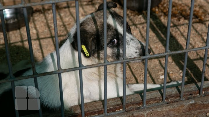 Activiştii civici acuză regia "Autosalubritate" că ar maltrata câinii comunitari pe care îi prind, iar apoi îi lasă să moară (FOTOREPORT)