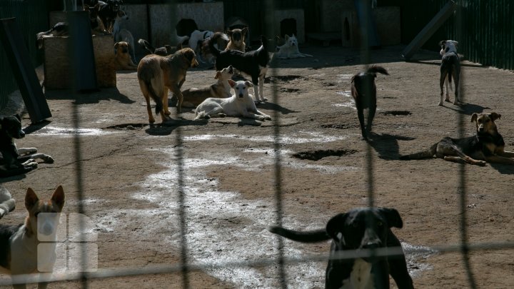 Activiştii civici acuză regia "Autosalubritate" că ar maltrata câinii comunitari pe care îi prind, iar apoi îi lasă să moară (FOTOREPORT)