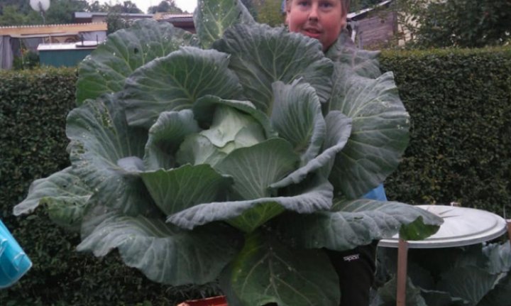 Un grădinar a stabilit un nou record mondial după ce a cultivat legume uriaşe (FOTO)