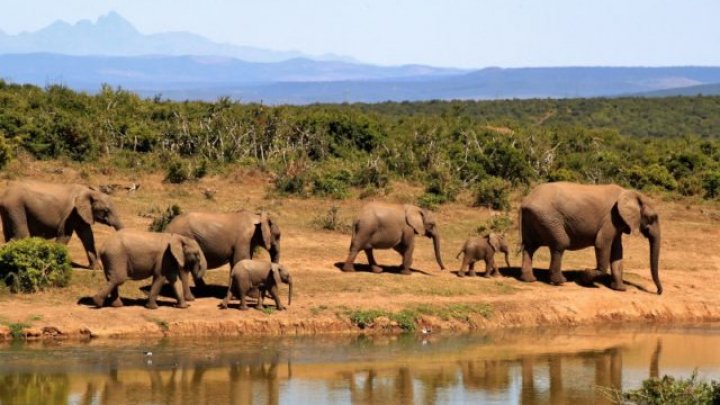 Un presupus braconier a fost strivit de un elefant în Africa de Sud