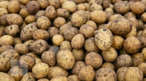 Toamna se numără ... cartofii. La Râşcova a fost organizat un târg al cartofului