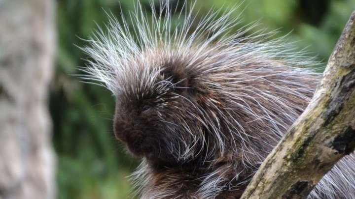 De teama unei noi pandemii, China interzice creşterea a 45 de specii de animale sălbatice