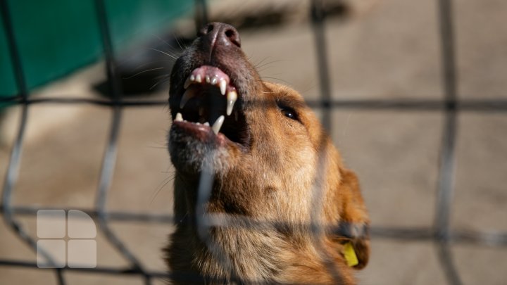 Rețea de trafic de câini, anihilată de poliția italiană. Animalelor li se scurtau urechile și coada, pentru a arăta mai „fioros”