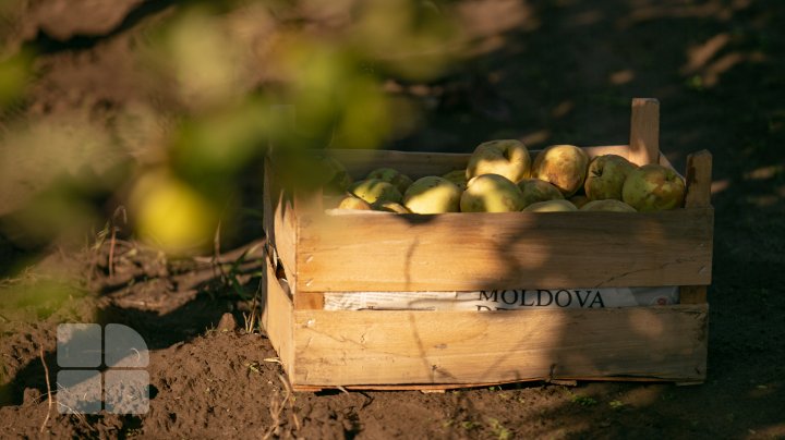 Culesul gutuilor este în toi. Ce recoltă se așteaptă în acest an