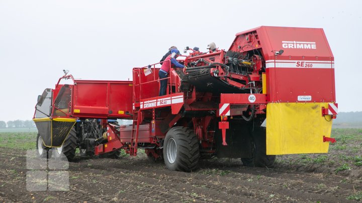 În pofida secetei din această vară, prețul cartofilor nu va crește (FOTO)