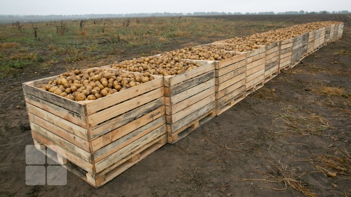 În pofida secetei din această vară, prețul cartofilor nu va crește (FOTO)