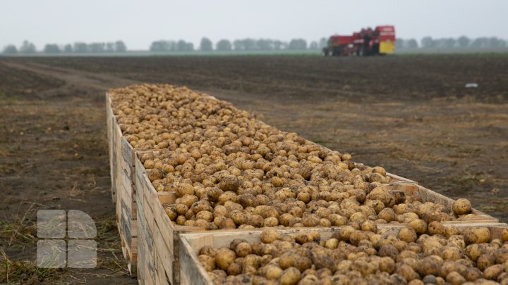 În pofida secetei din această vară, prețul cartofilor nu va crește (FOTO)