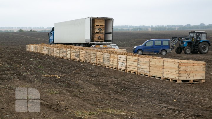 În pofida secetei din această vară, prețul cartofilor nu va crește (FOTO)